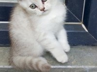 British shorthair dişi yavru