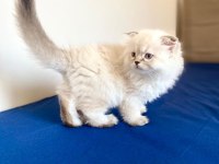 Kendi kedimin yavrusu british longhair