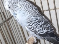 SAĞLIKLI HAZIR EŞ JUMBO MUHABBET KUŞLAR