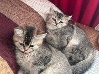 Safkan british shorthair black golden yavru kediler