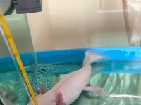 Ücretli axolotl