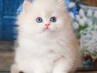 İpeksi tüylü Silver British Longhair 