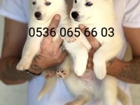 NADİR BULUNAN SÜT BEYAZ HUSKY YAVRULARİ