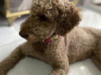 Eğitimli tuvalet eğitimi var çok bağımlı poodle