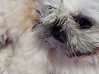 Minik Kızımıza yuva arıyoruz shih tzu