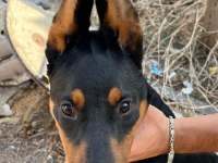 Dişi Doberman