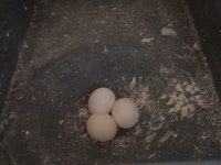 Yumurtalı takım sultan papağanı