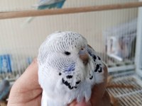 Jumbo Şov Muhabbet Kuşu Yavrular
