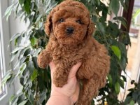 IRK GARANTİLİ TOY POODLE YAVRULARI