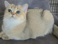 5 aylık golden scottish straight dişi