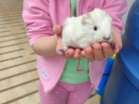 Yavru ginepig
