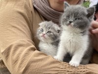 Maviş scottish fold kızlarım