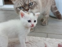 2 Aylık Yavru Kedimiz