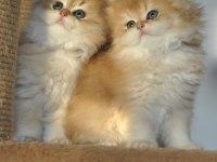 SAFKAN 2 AYLIK GOLDEN BRİTİSH LONGHAİR BEBEKLER