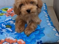 ORJİNAL BEBEK YÜZLÜ MALTİPOO YAVRULAR