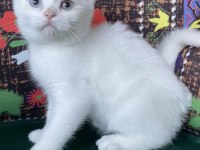 Pamuk Gibi Mavi Gözlü Yavru British Shorthair