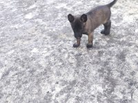 Kalite malinois yavruları 1 dişi ve 1 erkek