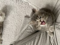 British Longhair