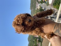 Teacup kore poodle