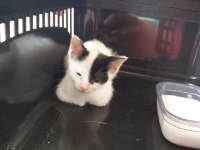 Yolda Bulunan Yavru Kediye Ömürlük Yuva
