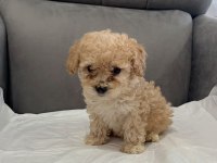 Orijinal Teacup Maltipoo