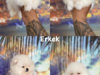Pomeranian Boo Bebeklerim