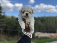 Orjinal Kore Maltese Yavruları