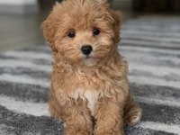 Orginal Safkan Maltipoo