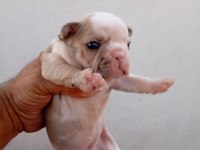 French bulldog köpekler