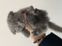 Son iki yavrum scottish fold