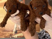 Korea poodle bebeklerimiz