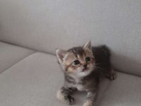 Ücretsiz sahiplendirme british shorthair