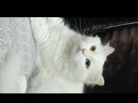 2 yaşındaki kedimiz takip koşulu sahiplendirilecektir