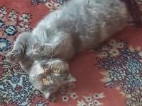 British shorthair dişi kısır kedimiz 1 yaşında