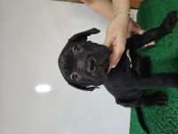 KIF FCI Secereli Cane Corso Şampiyon Yavruları Full Aşı