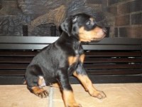 Doberman yavru Sahibinden