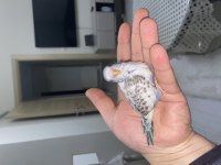 Yavru muhabbet kuşlar