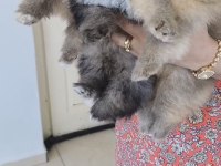 Pomeranian köpeği