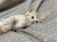 British longhair 2,5 aylık