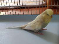 Show Jumbo ve Jumbo yerli muhabbet kuşu