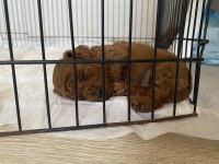 Kore Poodle Yavruları