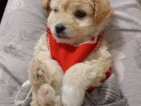 2 aylık dişi maltipoo köpeği