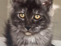 Türkiyenin her iline teslim XXL maine coonlar