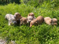 A kalite 3 kg garantili maltipoo bebekler