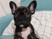 Köpeğimi ücretsiz sahiplendirmek istiyorum