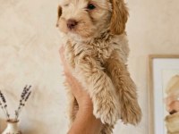 Maltipoo yavrular