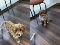 3 aylık dişi maltipoo