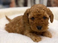 A kalite poodle yavrularımız