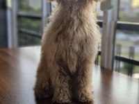 Yavru erkek toy poodle uygun acil