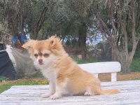ŞİVAVA LONGHAİR DİŞİ YAVRU